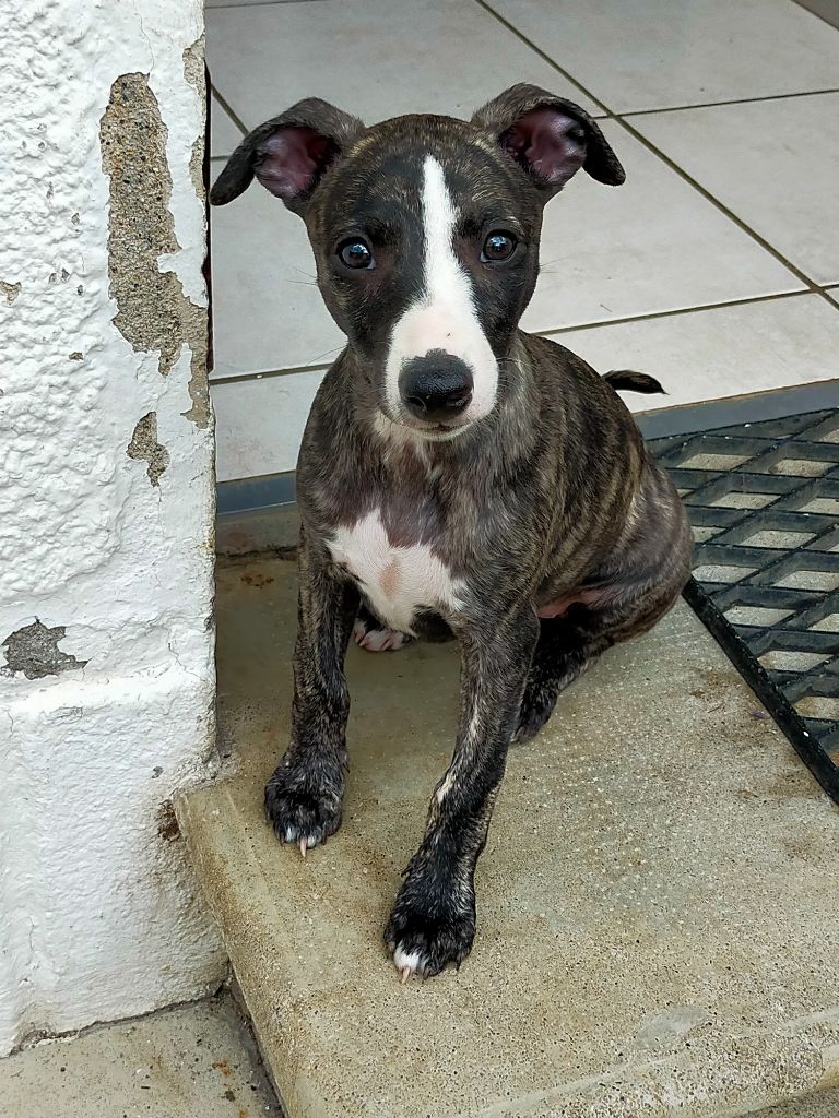 du Pharaon des Arvennes - Chiot disponible  - Whippet