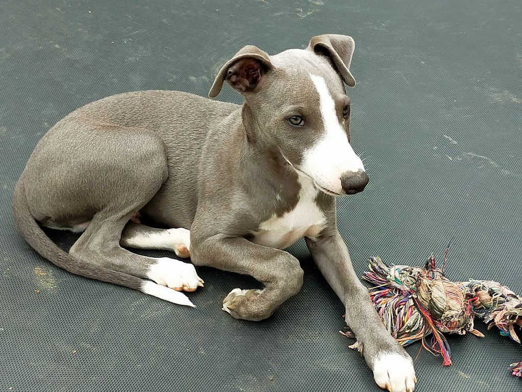 du Pharaon des Arvennes - Chiot disponible  - Whippet