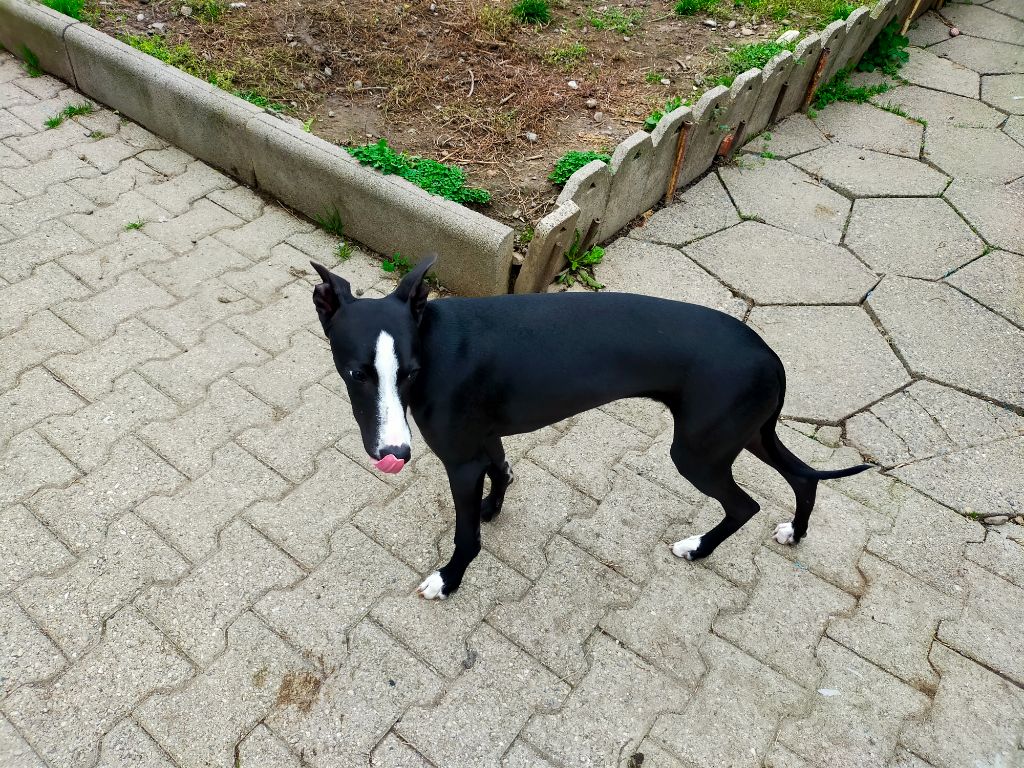 du Pharaon des Arvennes - Chiot disponible  - Whippet