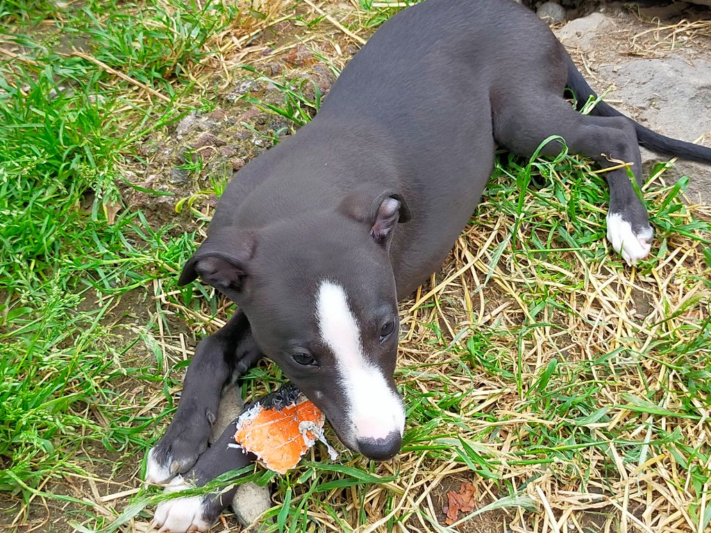 du Pharaon des Arvennes - Chiot disponible  - Whippet