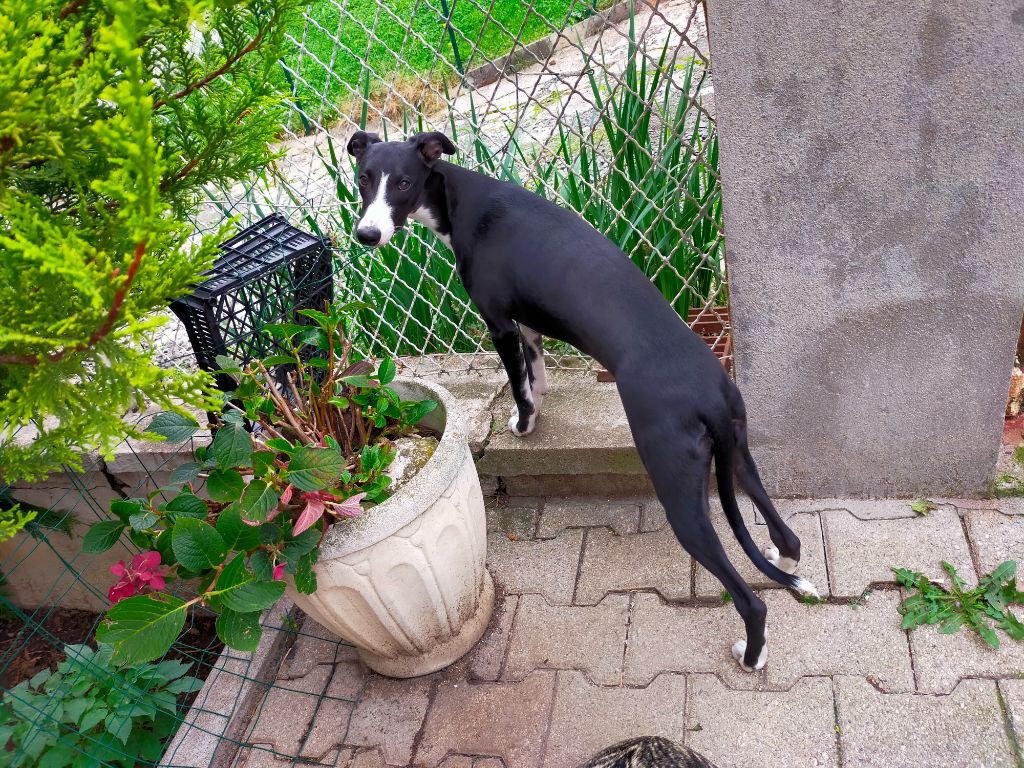 du Pharaon des Arvennes - Chiot disponible  - Whippet