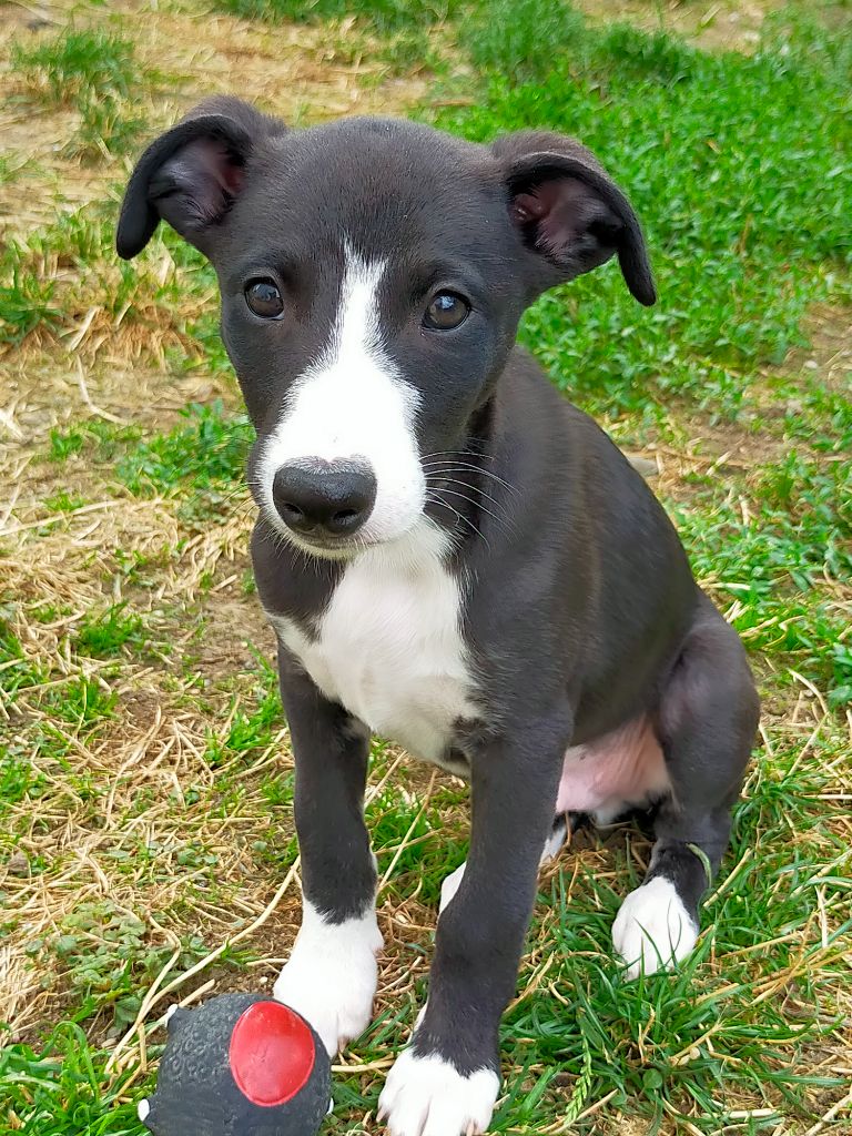 du Pharaon des Arvennes - Chiot disponible  - Whippet