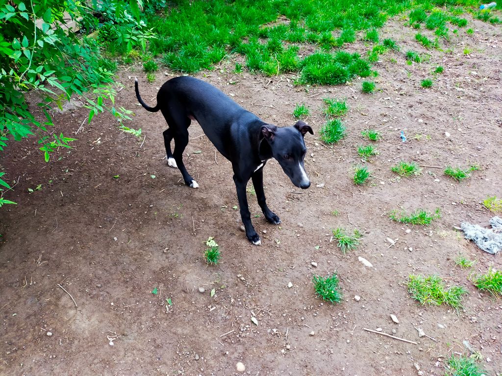 du Pharaon des Arvennes - Chiot disponible  - Whippet