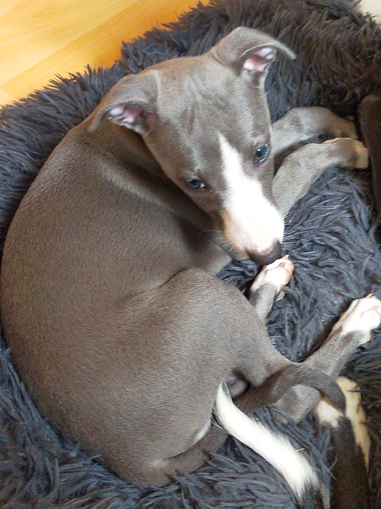 du Pharaon des Arvennes - Chiot disponible  - Whippet